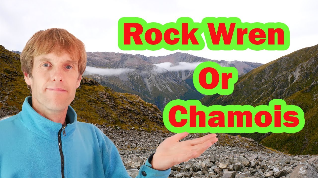 What hidden wildlife can we find while Observing Nature in the NZ Alpine zone? Join me (Autumn 2025)