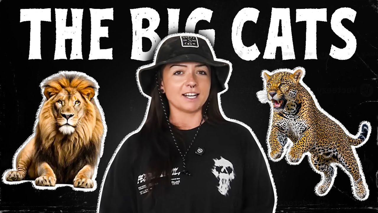 The Big Cats (That We Know Of) | History of Cats Episode 4 | Lindsay Nikole