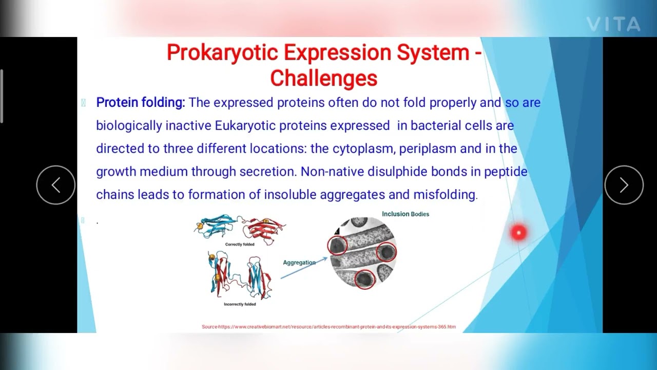 Prokaryotic Expression System