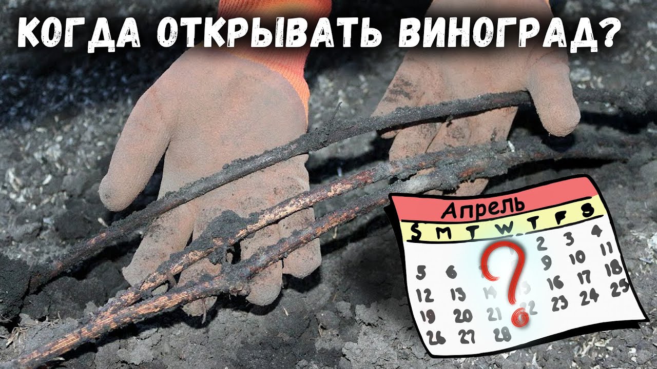 Когда открывать виноград?