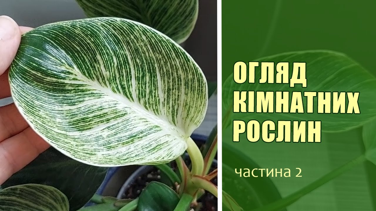 Огляд Кімнатних Рослин | Кімнатні Рослини - листопад 2025 | частина 2