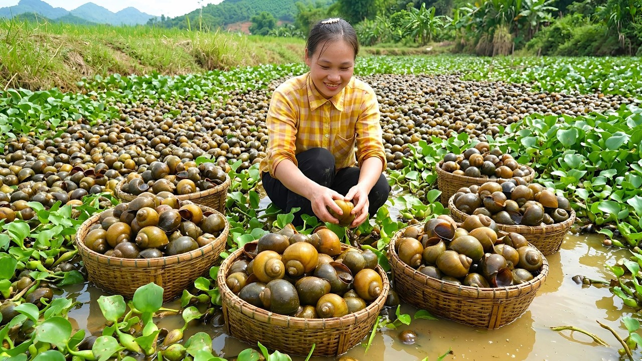 The Girl Harvests 5000+ Snails From The Swamp, How To Steam Snails In Bamboo Tubes