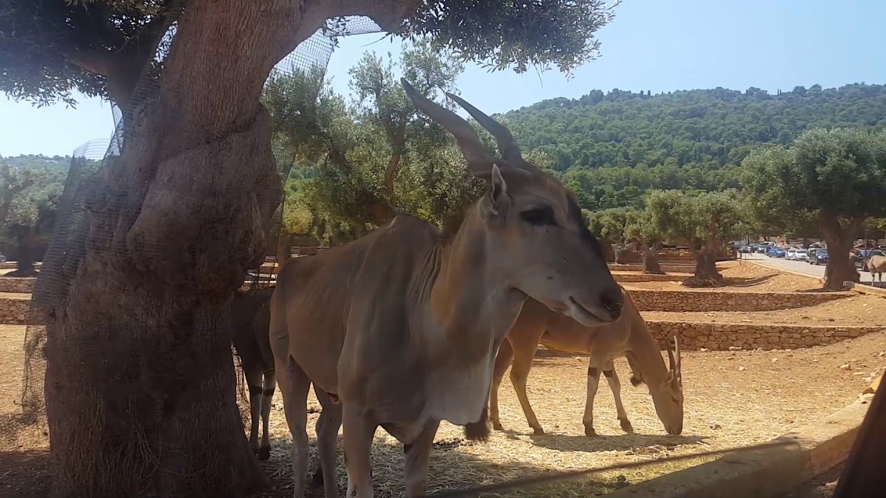 A me affascinano tutti gli animali, a voi? | Zoosafari (Fasano)