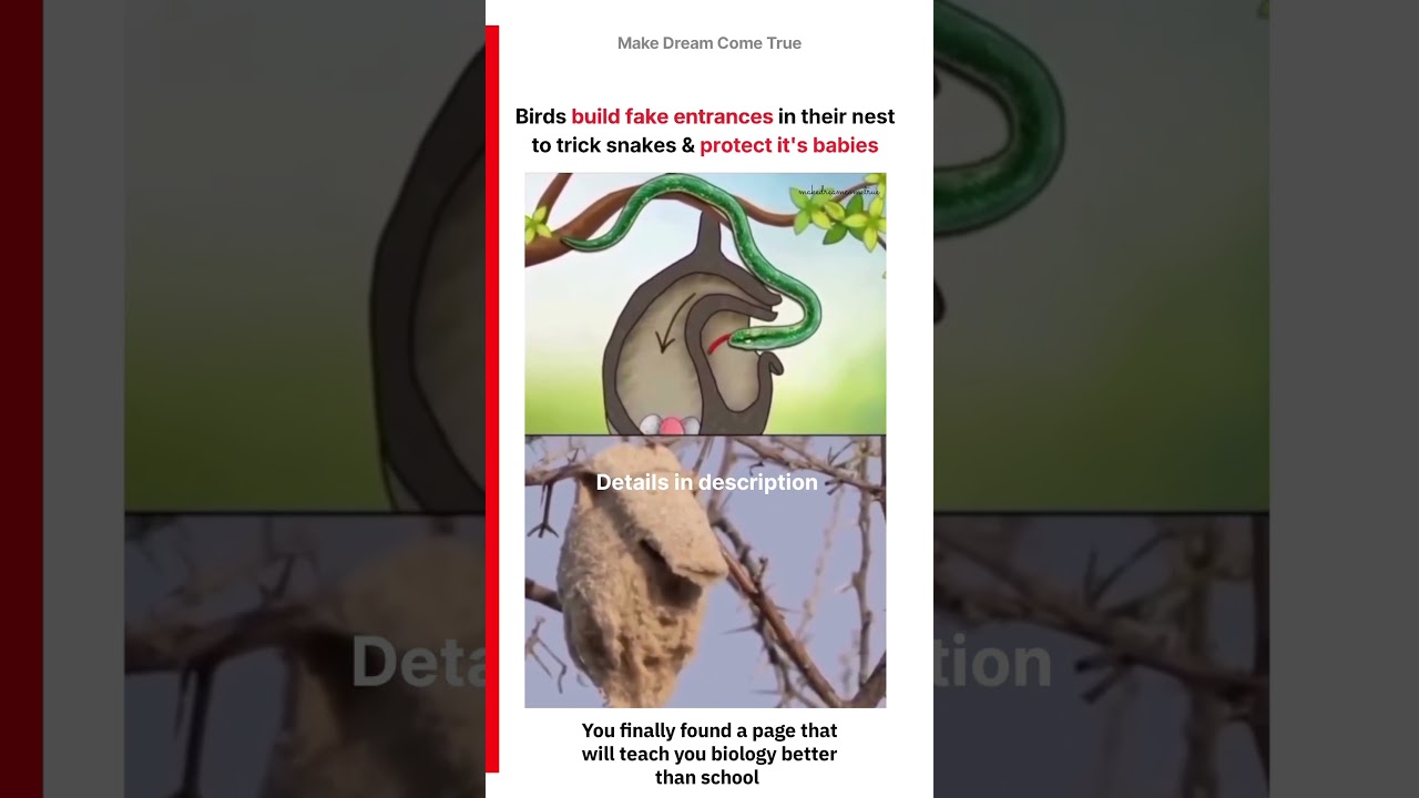 🐦 Birds build fake 🚪entrances in their nest 🪺 to trick snakes 🐍and protect their babies 🥚 | MDCT