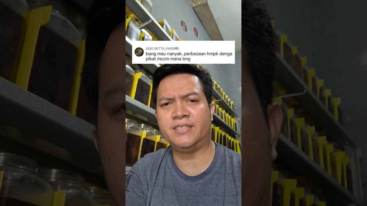 PERBEDAAN HMPK & PK ‼️#ikan #shortvideo #cupanghmpk #cupangplakat #shorts #viralvideo #short