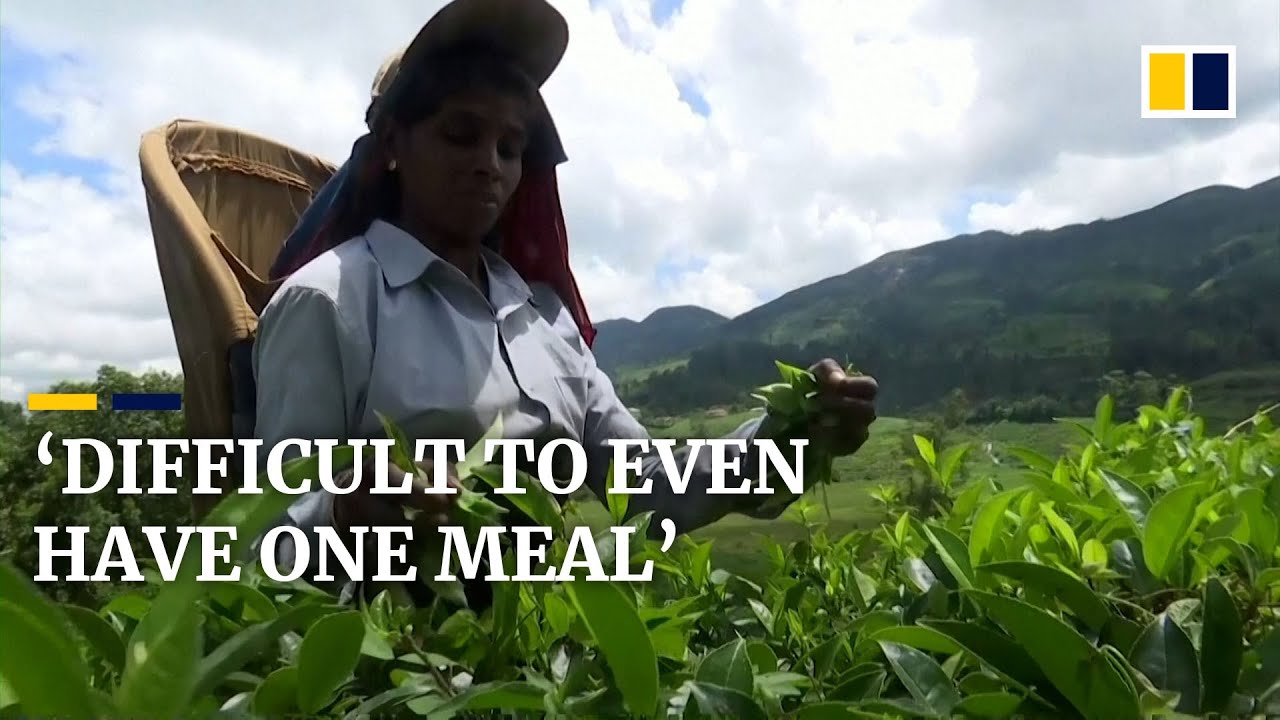 &lsquo;It&rsquo;s difficult to even have one meal&rsquo;: Sri Lankan tea workers want better lives for their children