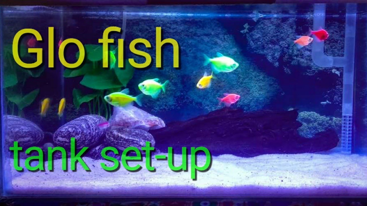 glow tetra tank sertup&reg; colour widow tank setup step by step