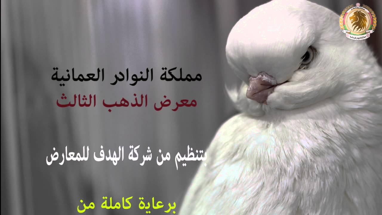 مملكة النوادر العمانية بطولة الذهب الثالث ٢٠١٦