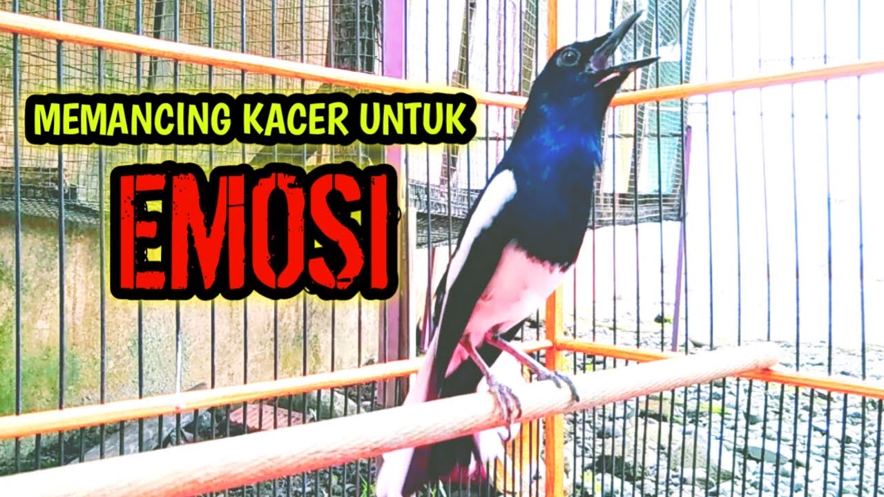 MEMANCING KACER UNTUK EMOSI SEKETIKA IKUT KONSLET !! PANCINGAN KACER GACOR PASTI NYAUT AMPUH.