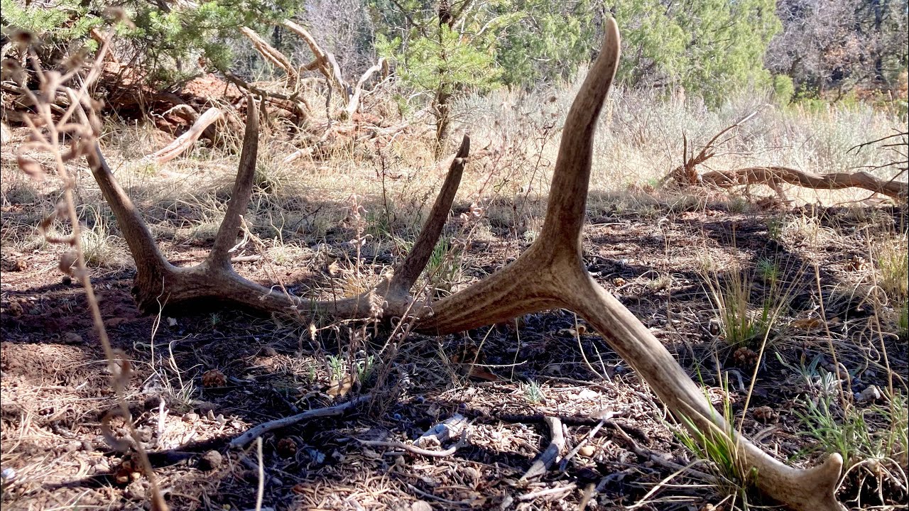 SHED ANTLER HUNT New Mexico trip 4 pt 2