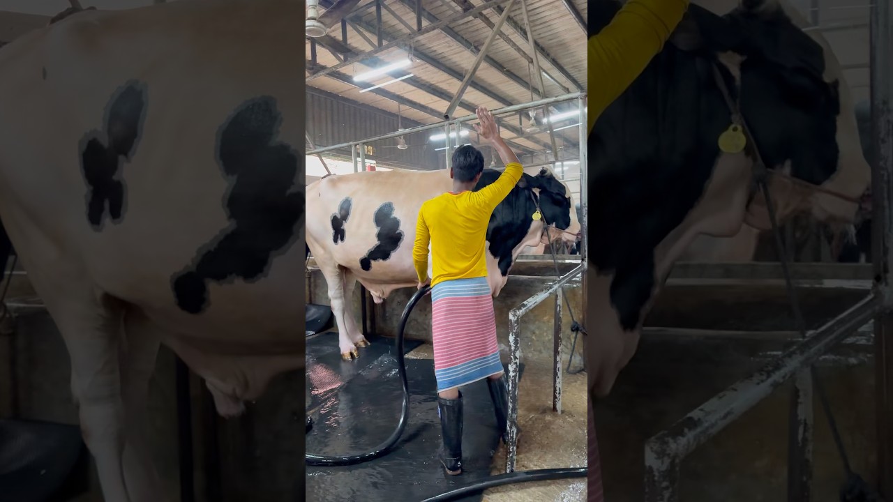 Wait for what the cow does 😱 #farming #cleaning #fypシ゚viral