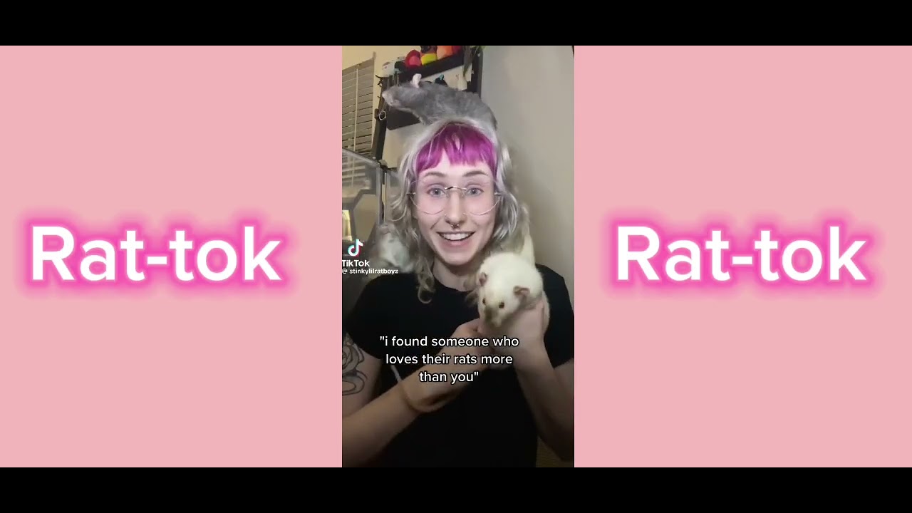 Rat-tok TikTok compilation of rats for you