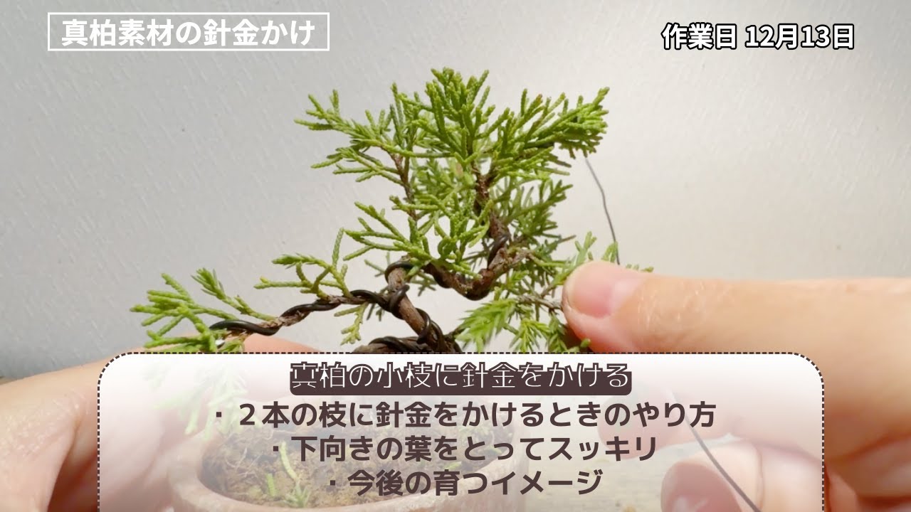 真柏の小枝の針金かけ#juniper