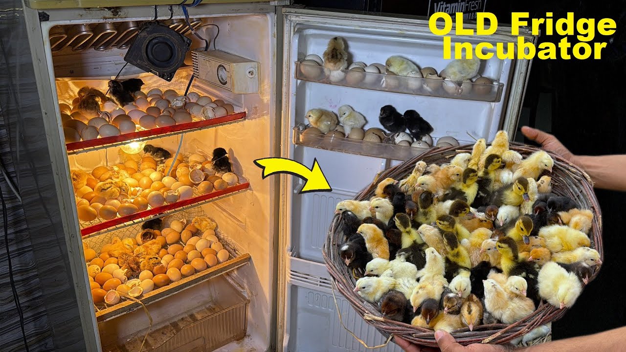 Egg Hatching In Refrigerator (Fridge) - Turn Old Refrigerator Into Egg incubator
