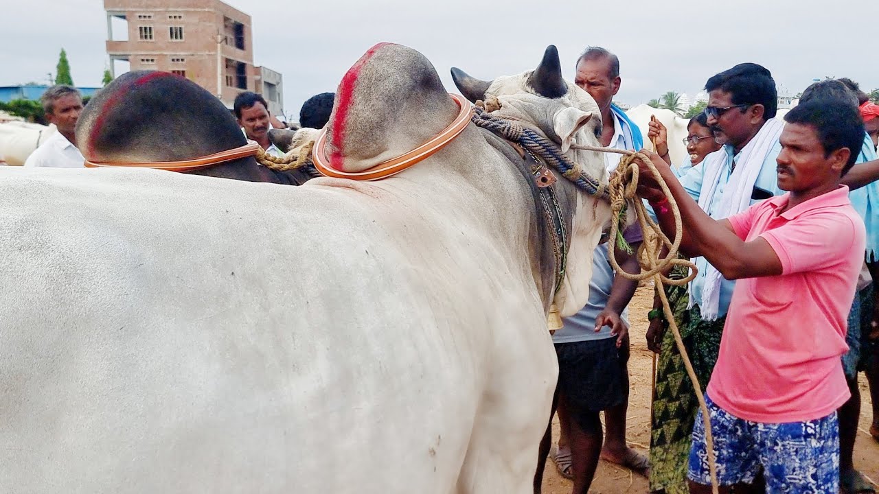 cattle shows in india-pebbair cattle market today-pebbair oxen market-bulls market Telugu-pebbair-ox