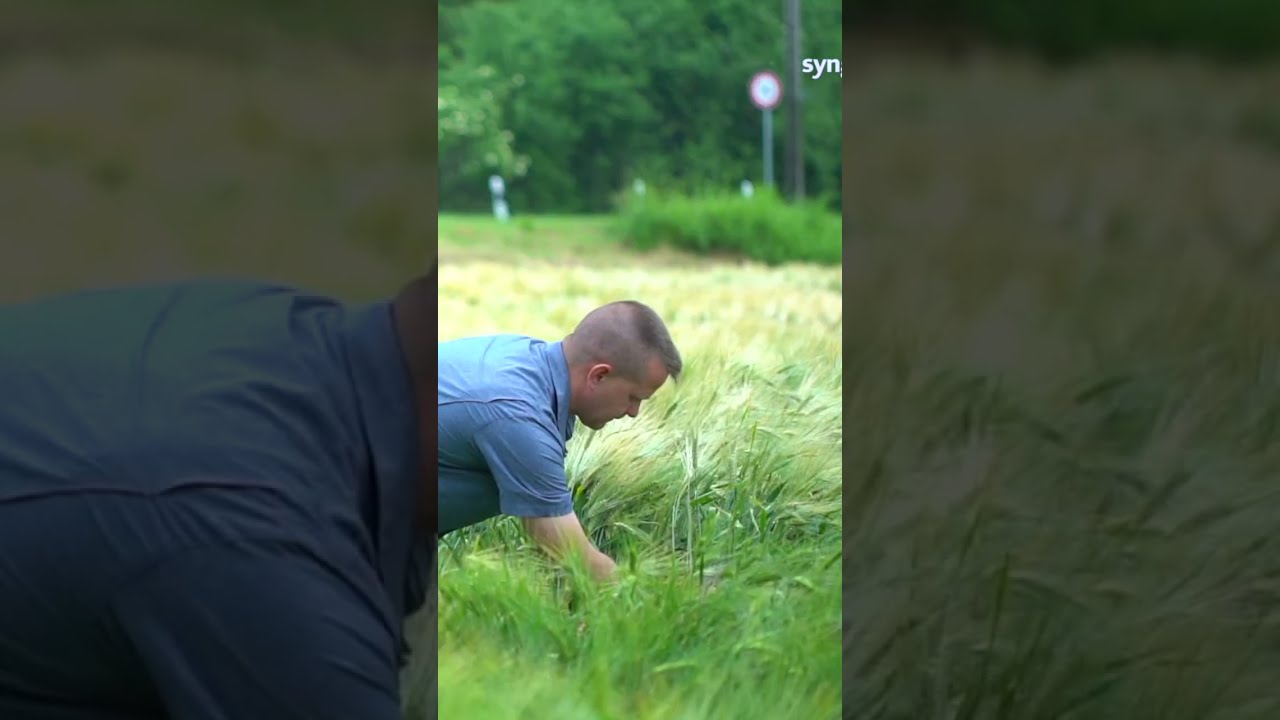 Minden szem sz&aacute;m&iacute;t -  a gyomirt&aacute;s | Syngenta