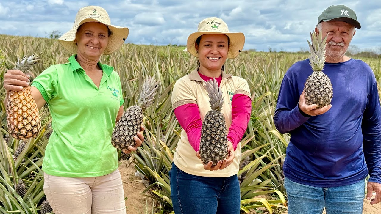VISITEI UMA FAZENDA PRODUTIVA DE ABACAXI l ITABERABA BAHIA 