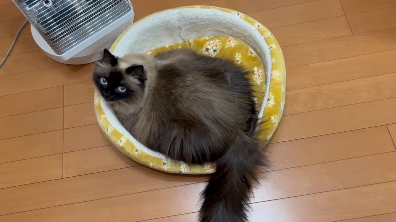 夜寝る前は一声みんニャにかけるスタイルです。　#グリンとグランの陽だまり日記　#猫