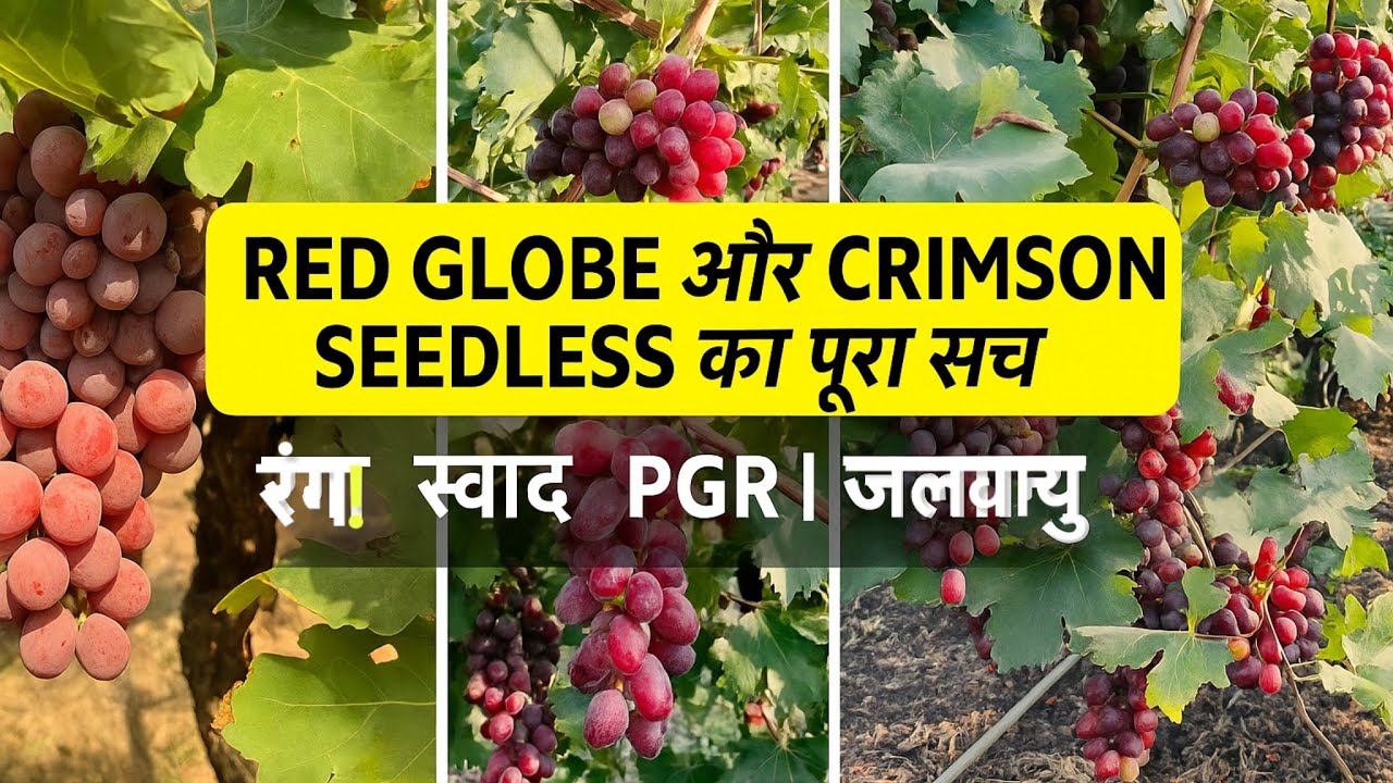 Red Globe और Crimson Seedless अंगूर की खेती का पूरा सच| रंग, स्वाद, जलवायु, और लाभ की पूरी जानकारी