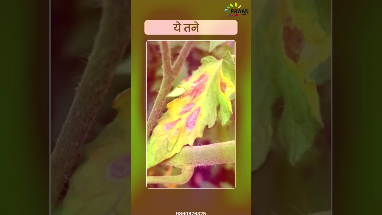अगेती झुलसा (Early Blight) रोग से कैसे पाएं छुटकारा?