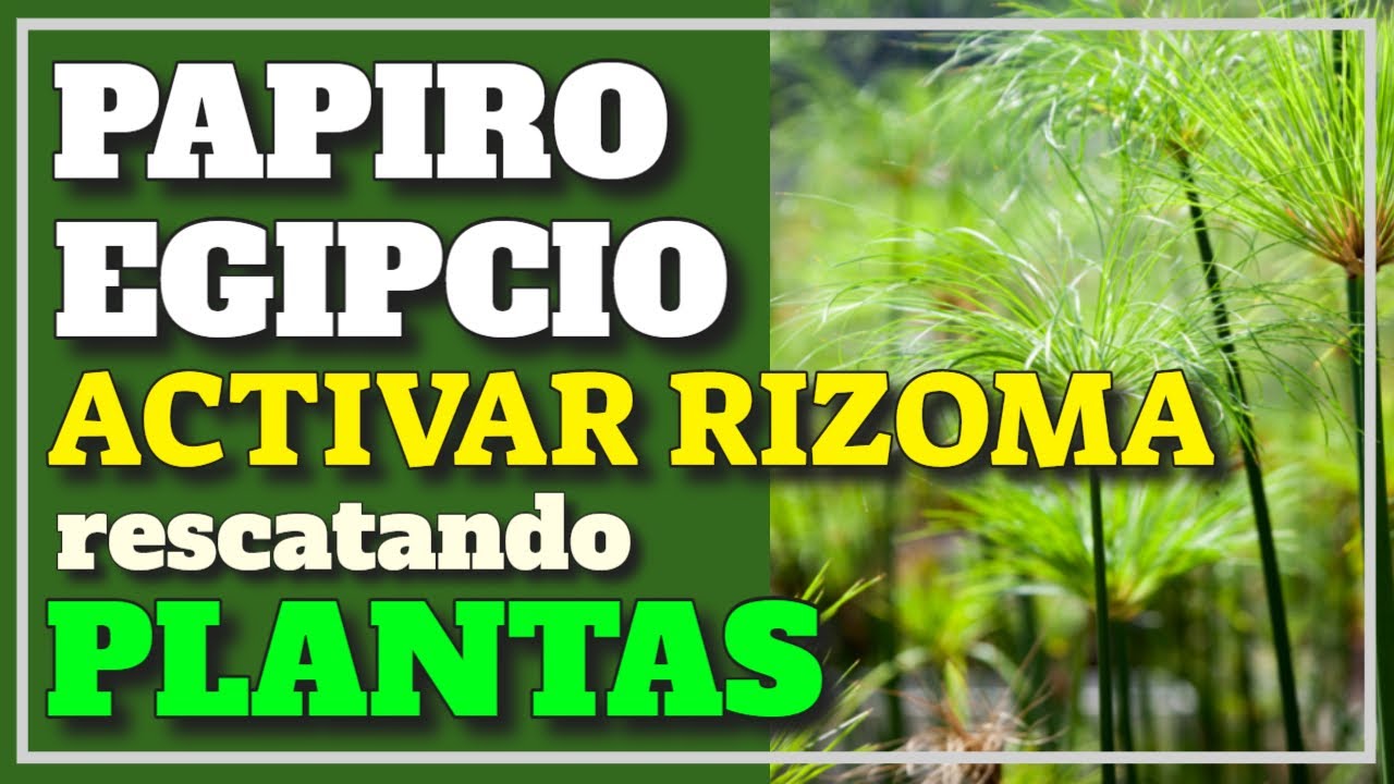 🌴🚑💚Planta de Papiro Egipcio ABANDONADA en la CALLE - RESCATE - SOS ya tiene todos los cuidados.🧰