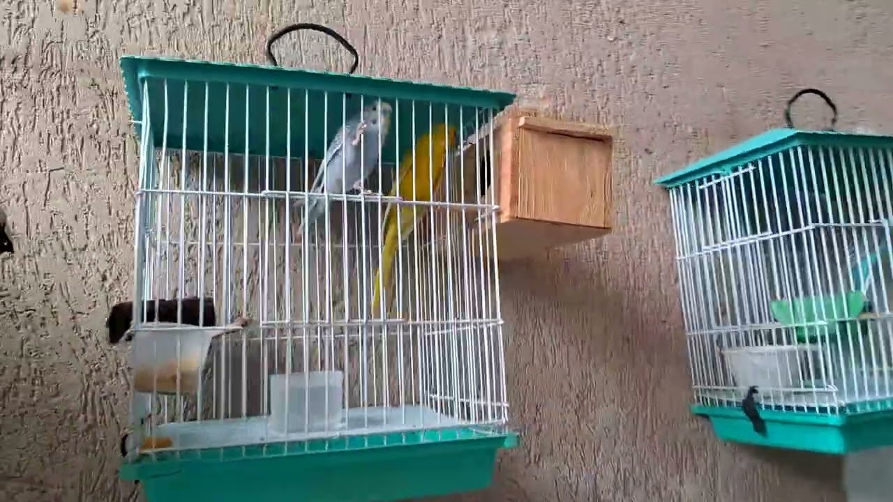 Criação de Aves ornamentais de Estimação