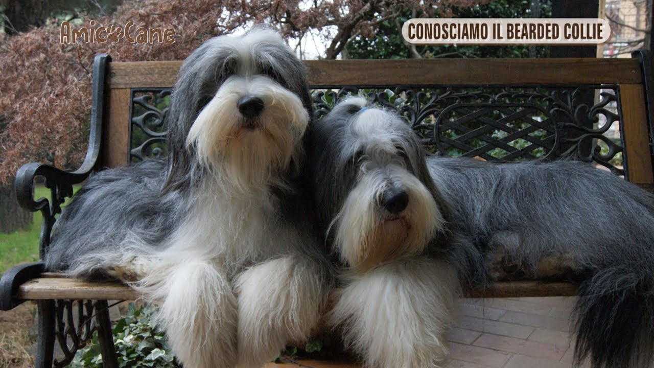 Conosciamo il britannico Bearded Collie - Amico cane