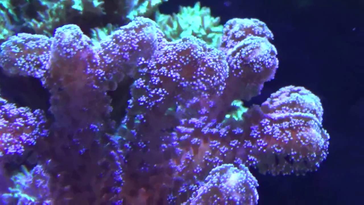 Seriatopora caliendrum
