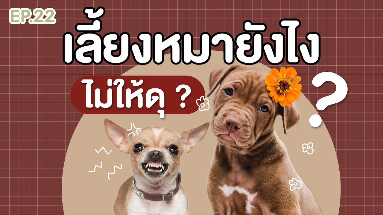 เลี้ยงหมายังไงไม่ให้ดุ | EP.22 | บุ๊ค บอก ต่อ