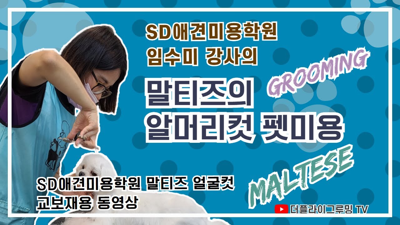 임수미 강사의 말티즈의 얼굴컷 펫미용 / Instructor Lim Soo-mi - Maltese's Face Cut Pet grooming