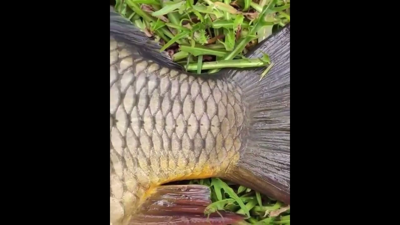 Guess How Weigh This #Carp Is? | Big #Carp #Fishing