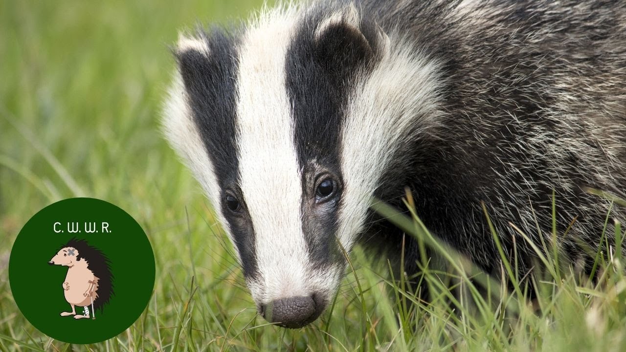 CW Wildlife Rescue - Badger rescue and release