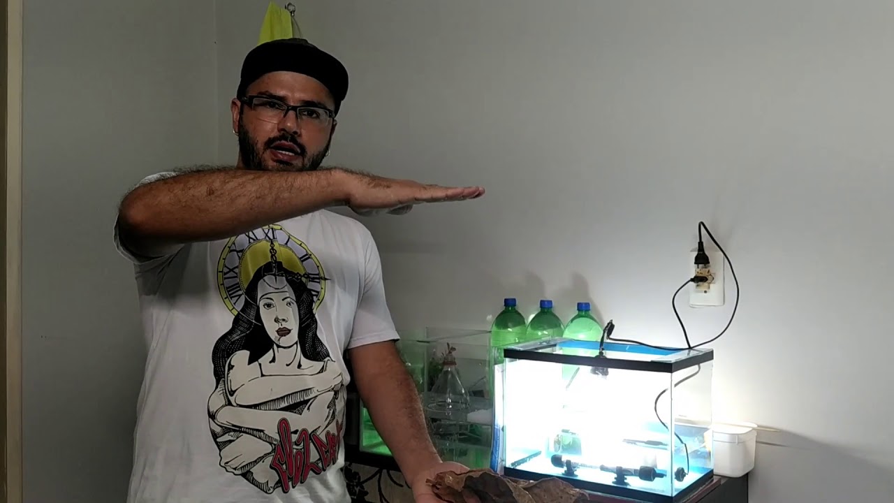 Importância da folha da castanhola em aquários.