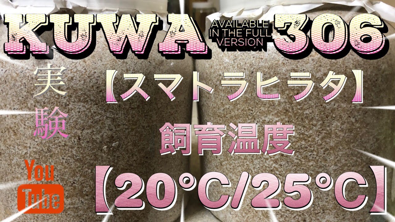 飼育温度２０℃と２５℃成虫にどれだけ差が出たか!!身を呈して実験してみた結果がこれ!!クワガタ&カブトムシ【スマトラオオヒラタ】成虫掘り出し
