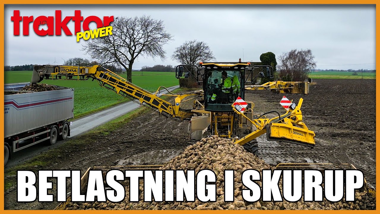 På betjakt med gula musen - Lastar sockerbetor med Ropa Maus 5