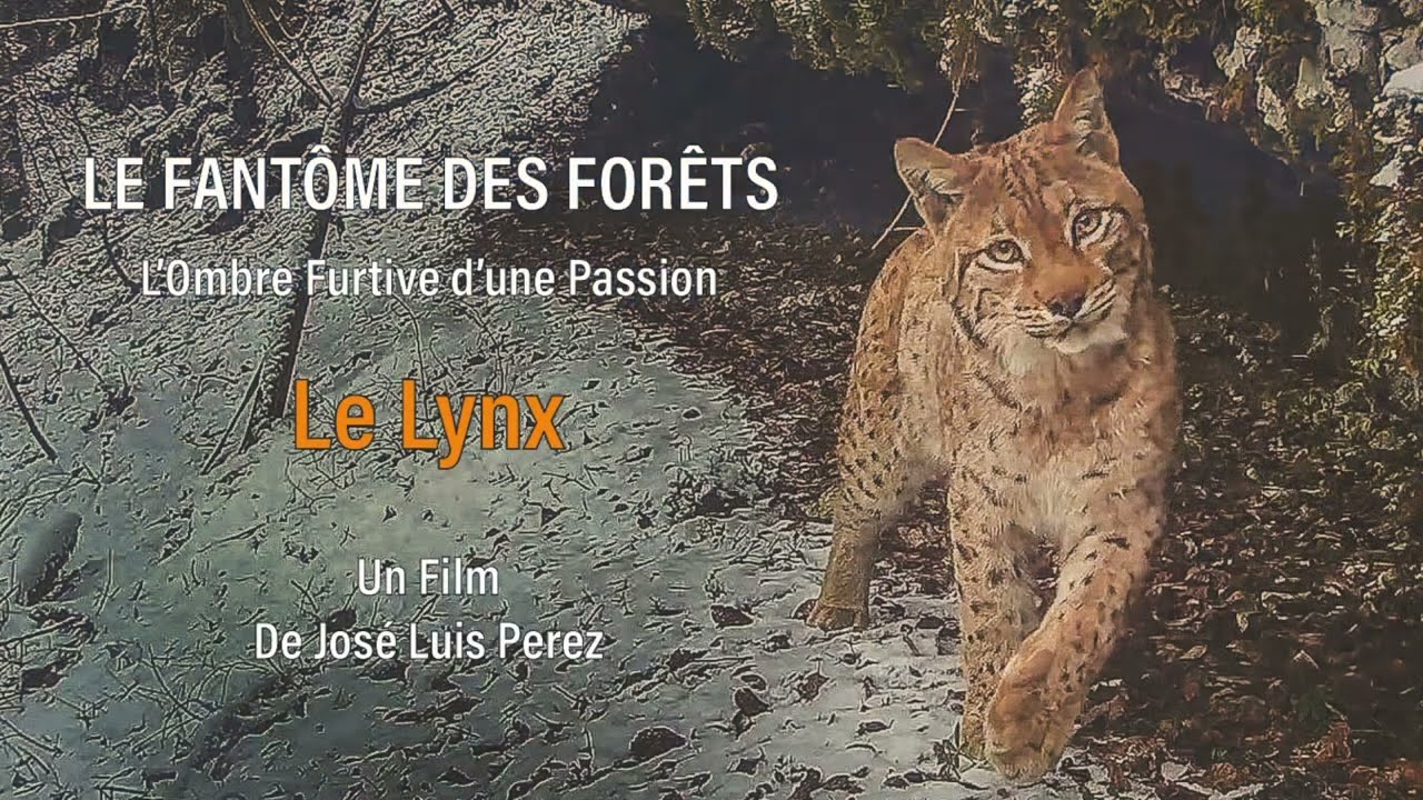 Le fantôme des forêts, l'ombre furtive d'une passion, le lynx.