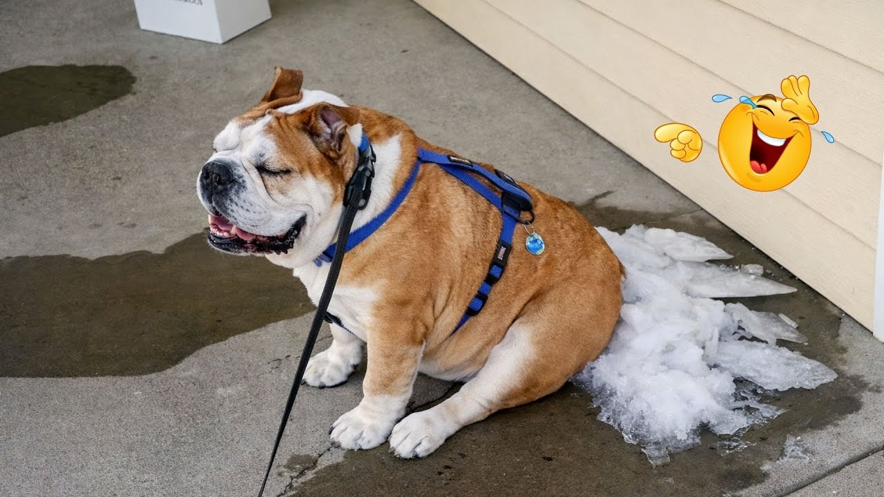 You Can’t Stop Laughing At These Dogs 🤣 FUNNIEST DOGS Video 2026