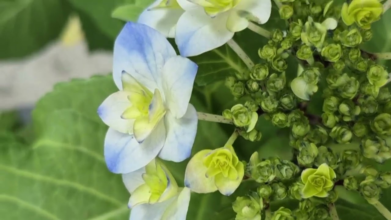 보라수국 분홍수국 그리고 호접난(더보기에 설명있어요)