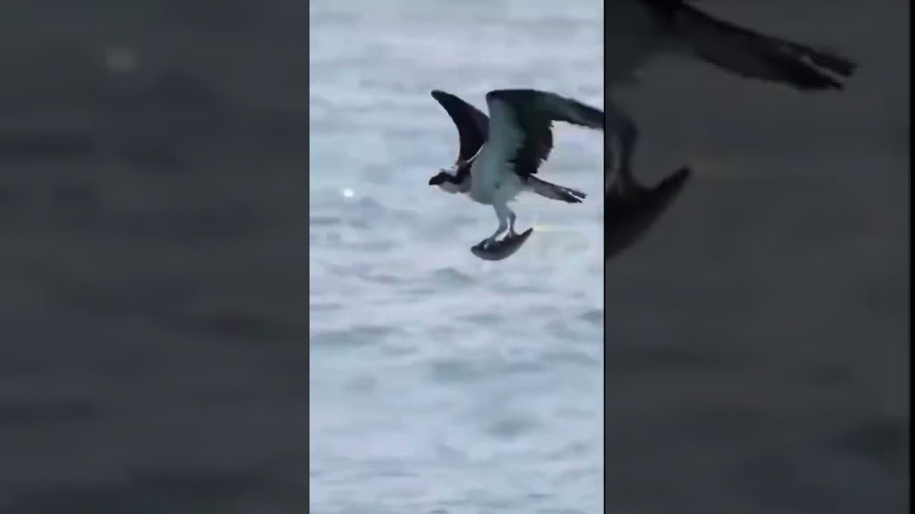 watch this eagle eye