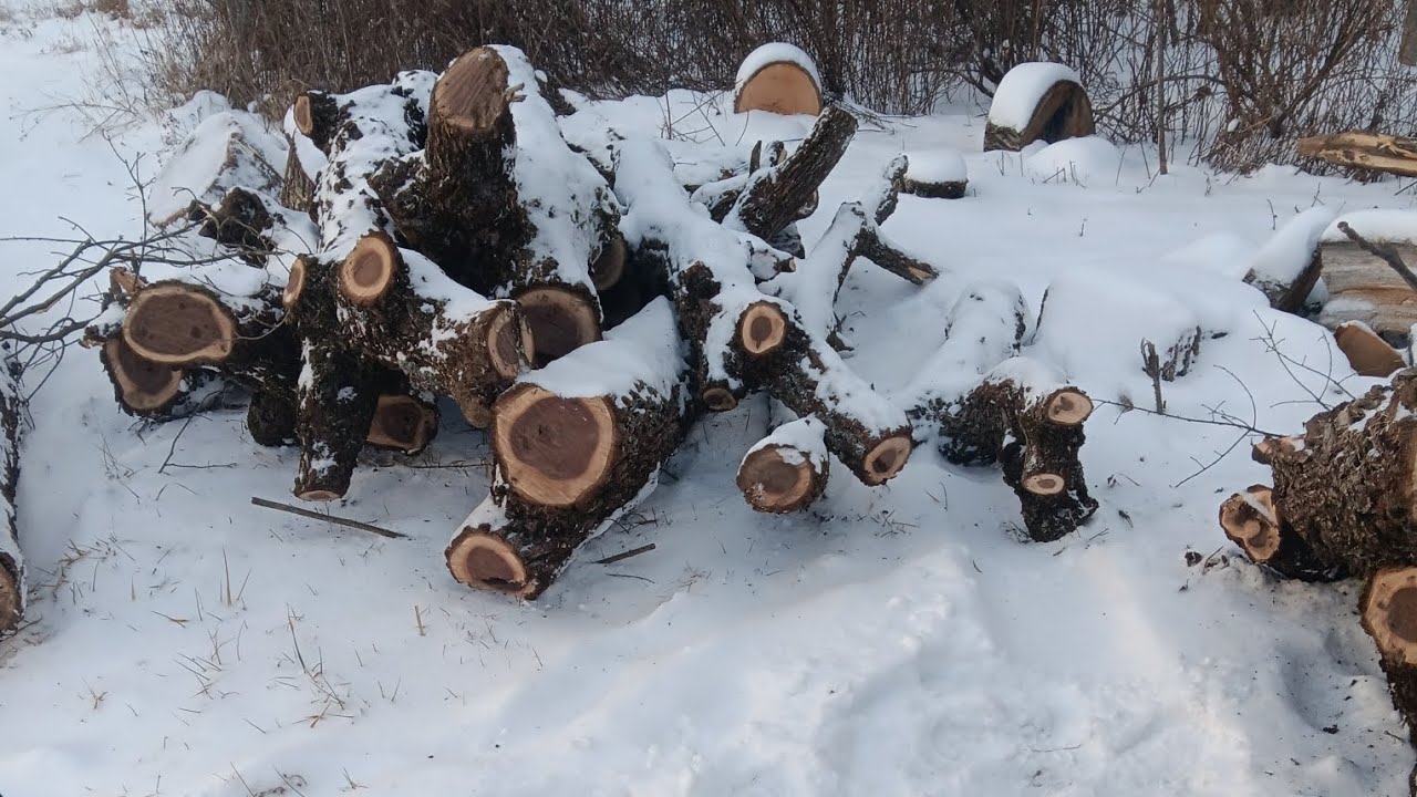 WALNUT split & stacked #arborvitae #plumbaxe #stihl