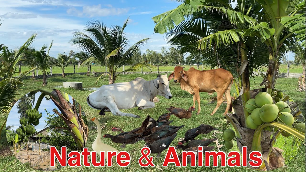 Life on a Peaceful Cambodian Farm – Cows, Ducks & Fresh Coconut Paradise@ScenicNatural