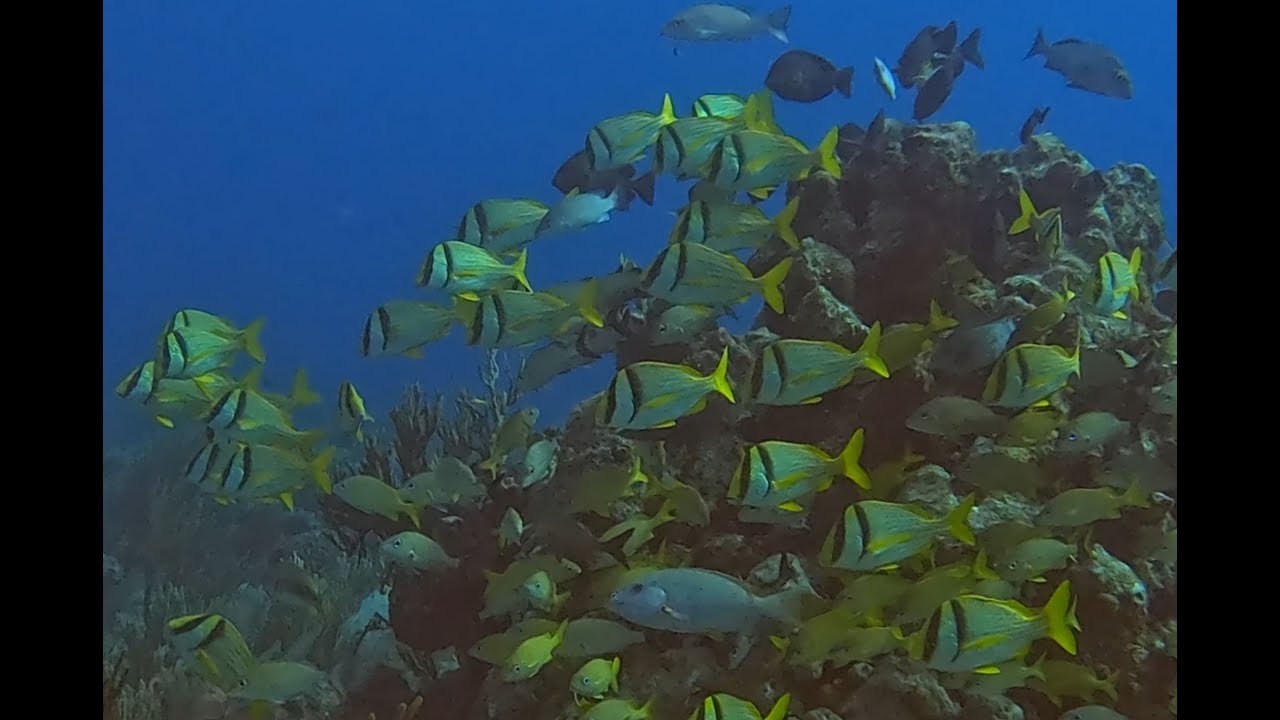 Scuba Diving Playa Del Carmen