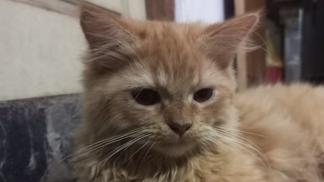 Leron cats is live! #live #subscribe 