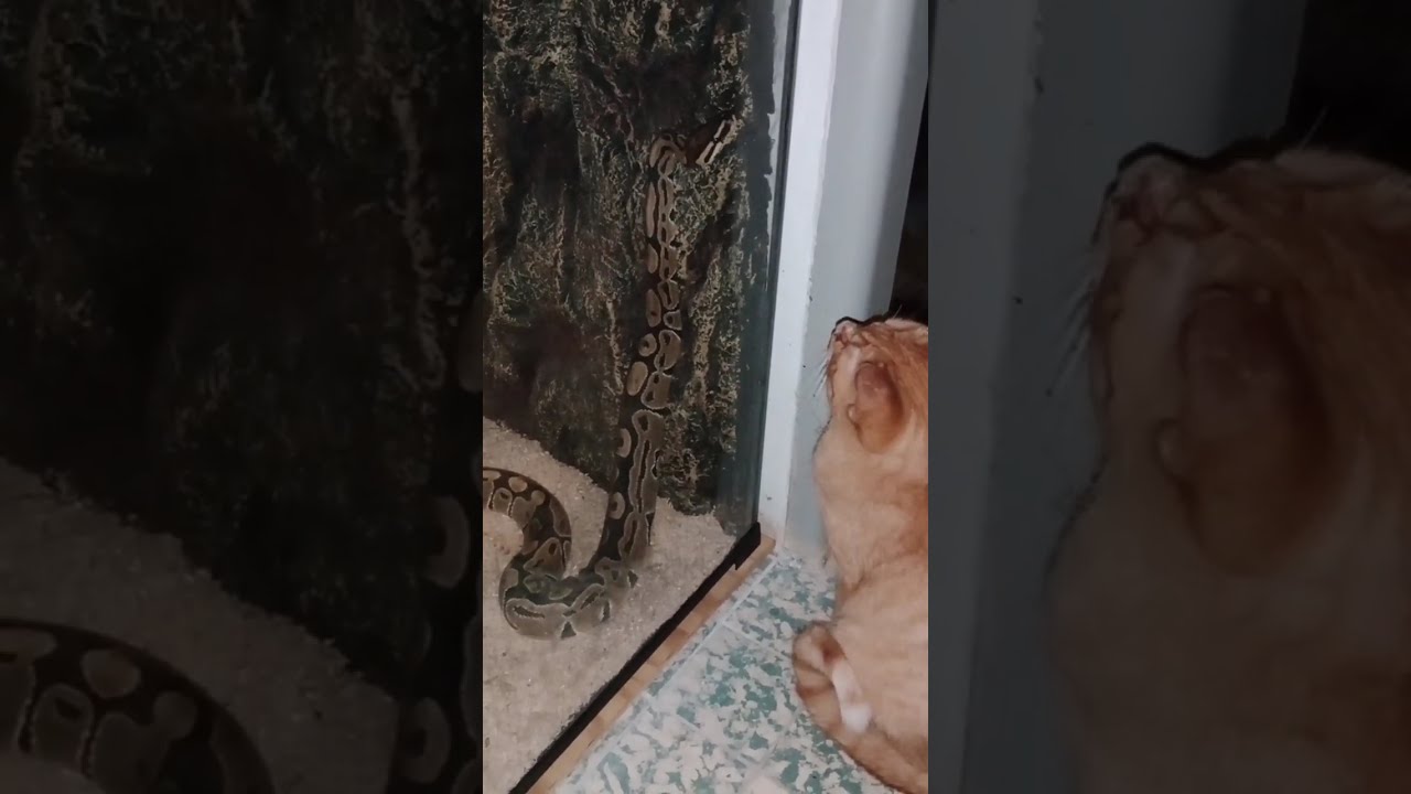 Nečekaný návštěvník
