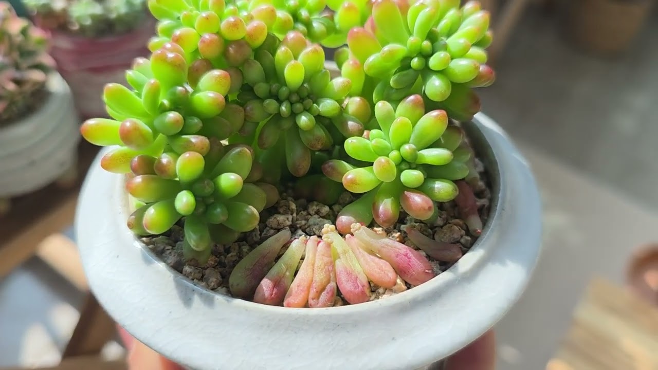 이름없지만 이쁜다육이들. .  .   .