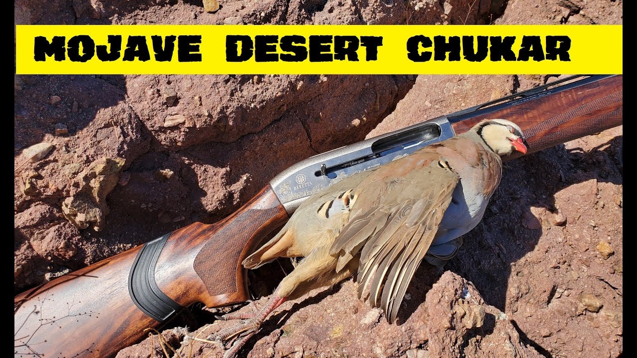 Mojave Desert Chukar Hunt