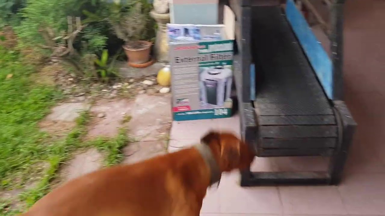 เมื่อพิตบูลจอมโหด เจอ มาร์คพิตบูล ที่โหดกว่า !