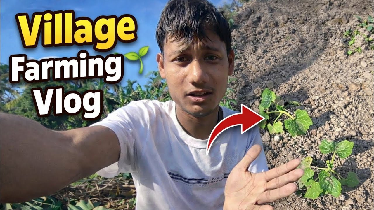 Village farming vlog//second vlog//BB VLOG
