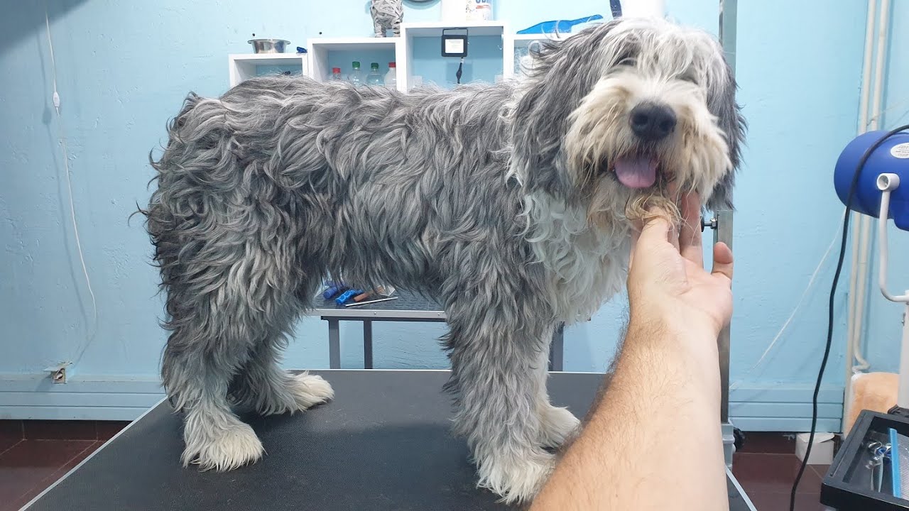 Grooming A Matted Bearded Collie