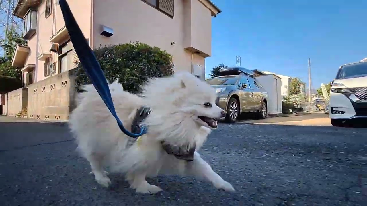 2026年2月22日日曜日　ポメラニアン？🐶　お散歩　テテ！